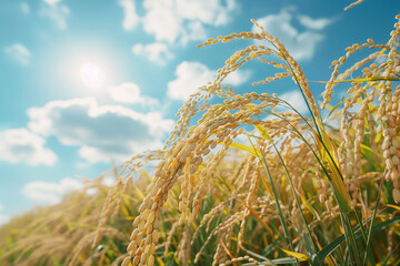 Rice fields overlooking the sky, rice fields ripening with golden rice.