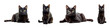 © Maestro - Four black cats in different poses, cut out transparent