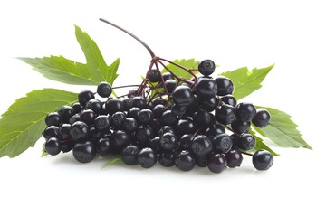 Wall Mural - black currant isolated on white background