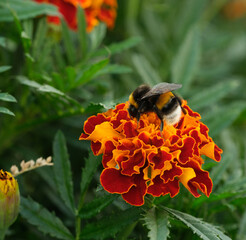 A bumblebee pollinating a marigold. Close up.