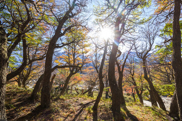 Canvas Print - Autumn forest