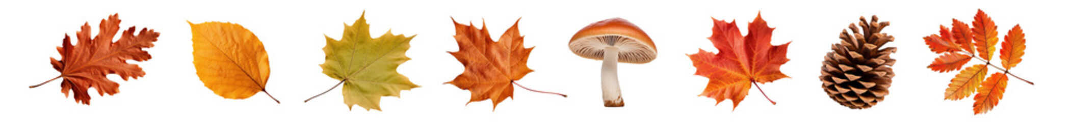 Sticker - Autumn leaf plant png cut out element set