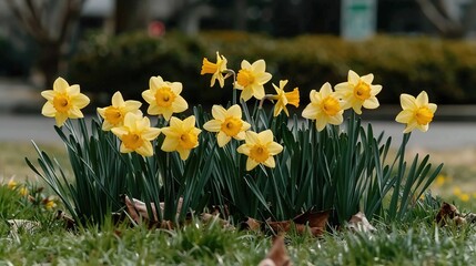 Poster -   A cluster of golden daffodils thrives in the yard alongside some shrubs and the road