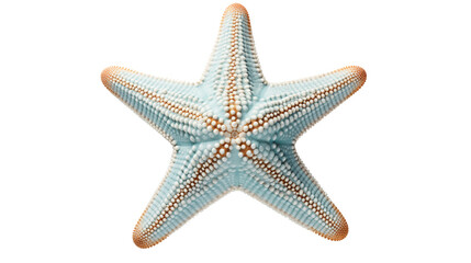 Wall Mural - starfish transparent background.