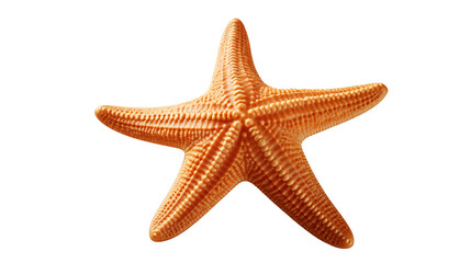 Wall Mural - starfish transparent background.