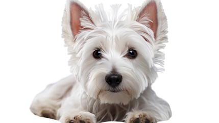 Wall Mural - white highland terrier transparent background.