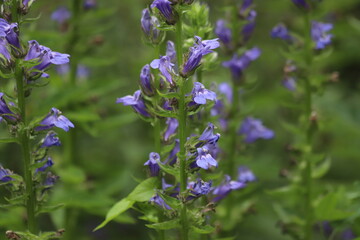 lobelia siphilitica. the blue flowers of great blue lobelia.
