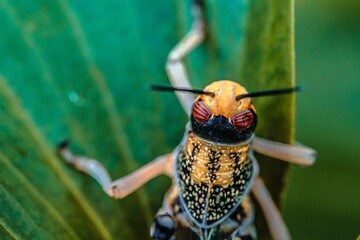 Brown yellow locust macro on green leaves, swarming on the grass, pests Consume crops. Live food.