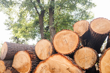 Close-up of a tree cut with wood grain against a forest background