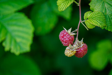 Sticker - Red raspberry fruit on plant.