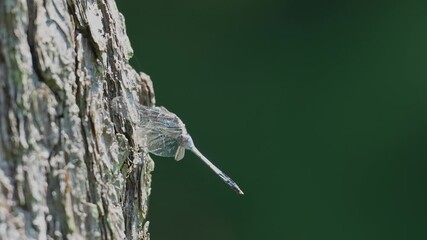 Wall Mural - dragonfly on a tree