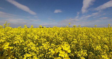 Wall Mural - beautiful yellow rapeseed flowers in sunny weather, a blooming field with rapeseed against a blue sky with clouds