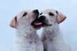 © AnaMS - two little white dog puppy giving a kiss