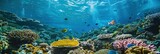 great barrier reef 