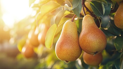 Poster - Closeup of fresh pears hanging on a tree with a sunny blurred background, showcasing natural beauty and ripeness.