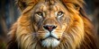© Selene Studio - Close-up photo of a majestic lion's face , lion, wild, predator, feline, mane, close-up, powerful, animal
