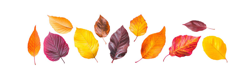 Realistic colorful autumn leaves border isolated on transparent background for poster, banner, cover design