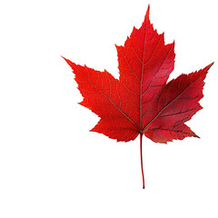 vibrant red maple leaf against a clean background, showcasing nature's beauty and the colors of autu