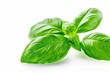 © Vlad - Basil Leaves. Fresh Organic Green Herb Isolated on White Background