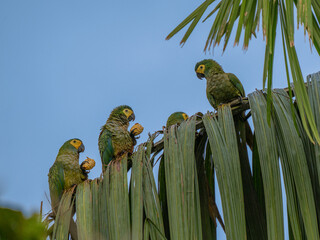 Wall Mural - red-bellied macaw, orthopsittaca manilata, green colored parrot bird with yellow head and red belly,