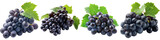 A cluster of dark purple grapes with a few green leaves, isolated on a white background