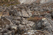 © Ganga Raj Sunuwwar - Alpine vegetation. A pile of stones with alpine vegetation in the Himalayas.