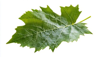 Wall Mural - A single green leaf on a white background