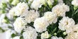 © Brian - bouquet of beautiful white carnations