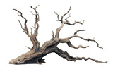 dried old spooky dead tree branch isolated on transparent white background. cut out