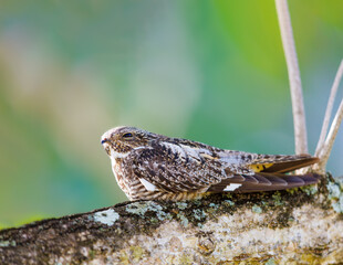 antillean nighthawk sleeping on a tree