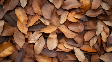 Wall Mural - Autumn leaves covering the ground in a serene forest setting during early fall