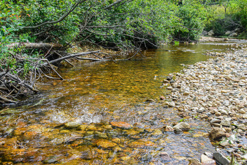 Wall Mural - Clear stream flowing over rocks and pebbles with lush green banks.