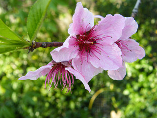 Wall Mural - Closeup of delicate pink blossoms with green leaves in a garden.