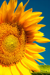 Wall Mural - Close-up of an organically grown sunflower with a blue sky background.