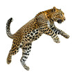 © Nuria - 'Intense Image of a Leopard in Attack Mode, Isolated on Transparent Background'