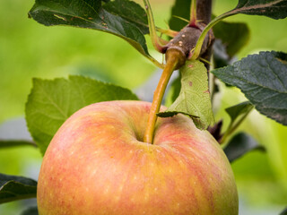 Wall Mural - Fresh apples on the tree in the apple orchard.