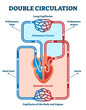 © VectorMine - Double circulation illustration, transparent background. Labeled educational blood route scheme. Lung capillaries, pulmonary artery, aorta, vein and vena cava diagram.