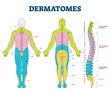© VectorMine - Dermatomes illustration, transparent background.Labeled educational anatomical skin parts scheme.Epidermis area supplied by afferent spinal nerve fibers.