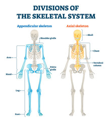 Canvas Print - Divisions of appendicular and axial skeletal system labeled explanation, transparent background.Anatomical human inside bone model scheme with comparing both internal examples.