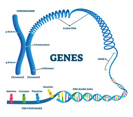 Wall Mural - Genes illustration, transparent background. Educational labeled structure example scheme. Adenine, sytosine, thumine and guanine closeup part of coiled helix DNA. Chromosome division with arms.