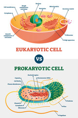 Wall Mural - Eukaryotic vs Prokaryotic cells, educational biology illustration diagram, transparent background. Microbiology scheme with cell type examples. Cell membranes, cytoplasm, chromosomes.