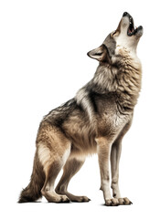 Wall Mural - Wolf Howling Isolated on Transparent Background
