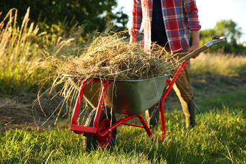 Wall Mural - Farmer with wheelbarrow full of mown grass outdoors on sunny day, closeup