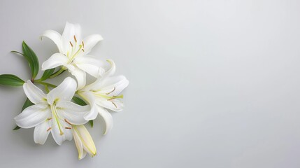 Empty frame of lilies, simple modern clean background