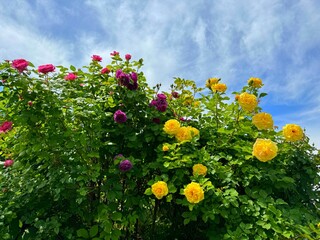 Wall Mural - Beautiful roses in the summer garden