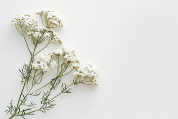 Serene depiction of yarrow in soft muted tones of light gray and off-white