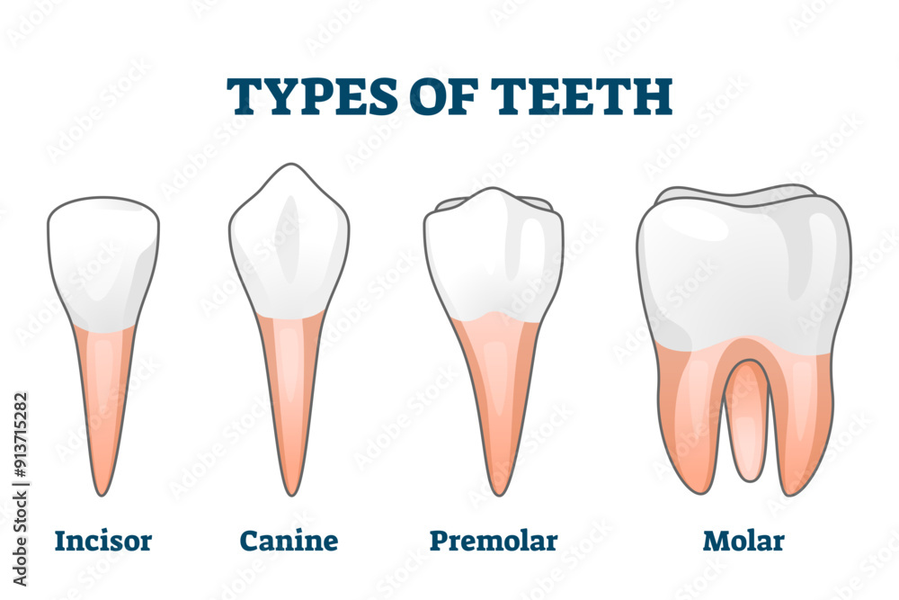 Tooth Sizes Examples Teeth types illustration, transparent background. Various healthy human ...