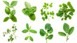 © YOGI C - Fresh Green Herbs with Transparent Background for Culinary and Herbal Applications