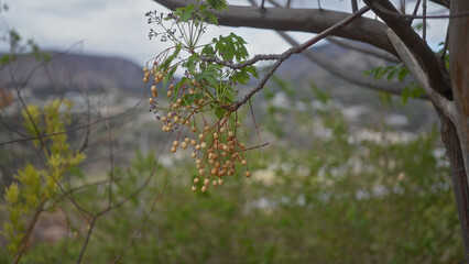 Wall Mural - Close-up image showing the unripe fruits of melia azedarach, commonly known as chinaberry tree, against blurred natural backdrop.