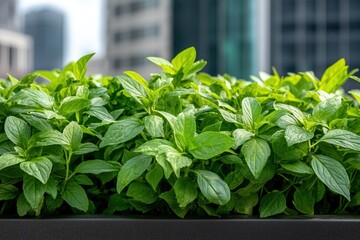 fresh green mint leaves growing in an urban garden